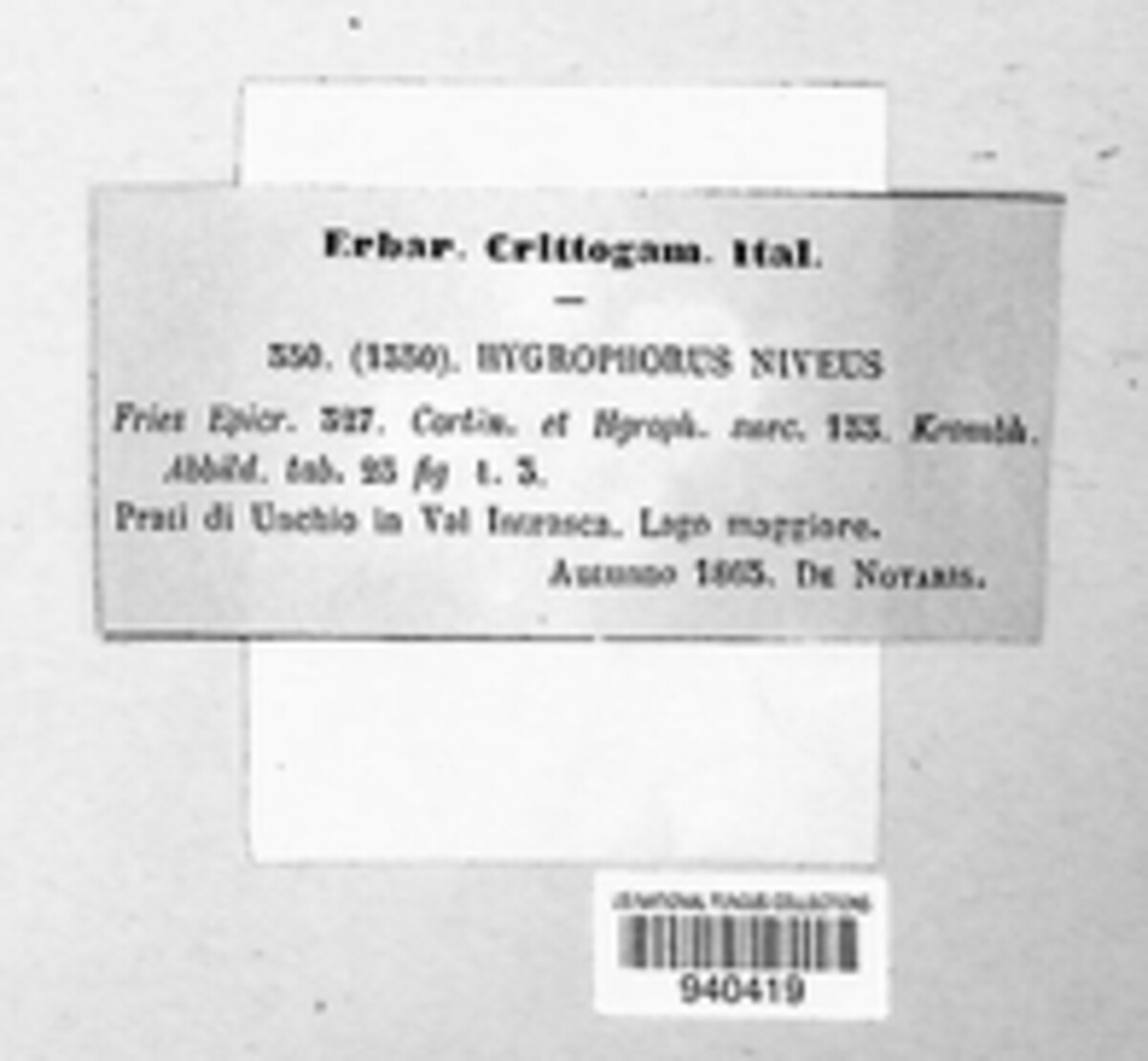 Cuphophyllus virgineus image